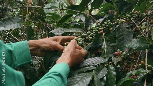 The process of harvesting ripe coffee beans. Ripe coffee beans on a branch, plantation in Indonesia, Asia. Close up of a man's hand in the process of harvesting ripe coffee cherries on the tree.