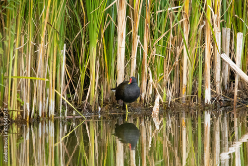 bird, tier, natur, wild lebende tiere, gras, wasser, henne, wild,teichralle photo