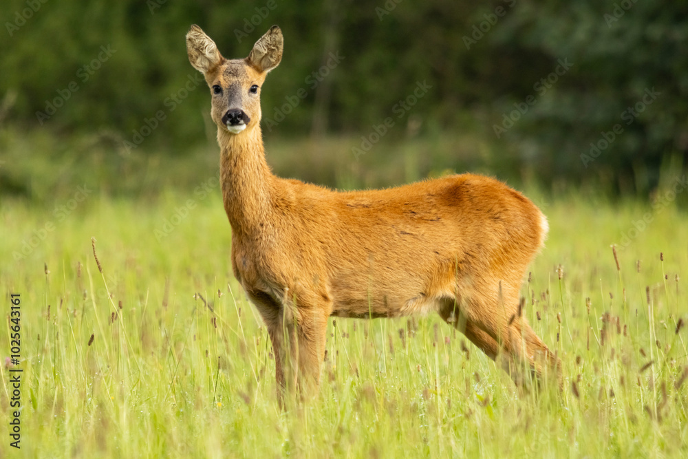 deer, wild lebende tiere, natur, säugetier, gras, portrait, fell, hübsch, reh .wild deer, wild lebende tiere, natur, säugetier, gras, portrait, fell, hübsch, reh .wild