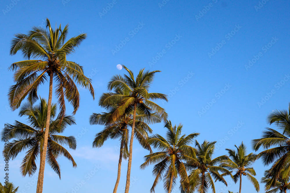 Coconut trees near beach in kovalam kerala Coconut trees near beach in kovalam kerala