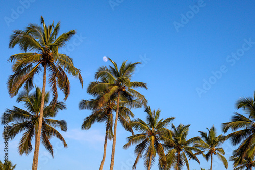 Wallpaper Mural Coconut trees near beach in kovalam kerala Torontodigital.ca
