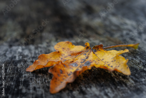 A yellowed, dried maple leaf on a tree trunk, symbolizing the beginning of autumn and the passage of time. A beautiful close-up nature photo with dark contrasts.(selective focus)