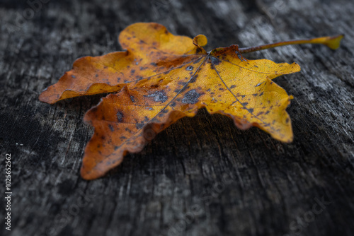 A yellowed, dried maple leaf on a tree trunk, symbolizing the beginning of autumn and the passage of time. A beautiful close-up nature photo with dark contrasts.