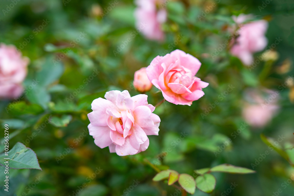 rose flower in the garden rose flower in the garden