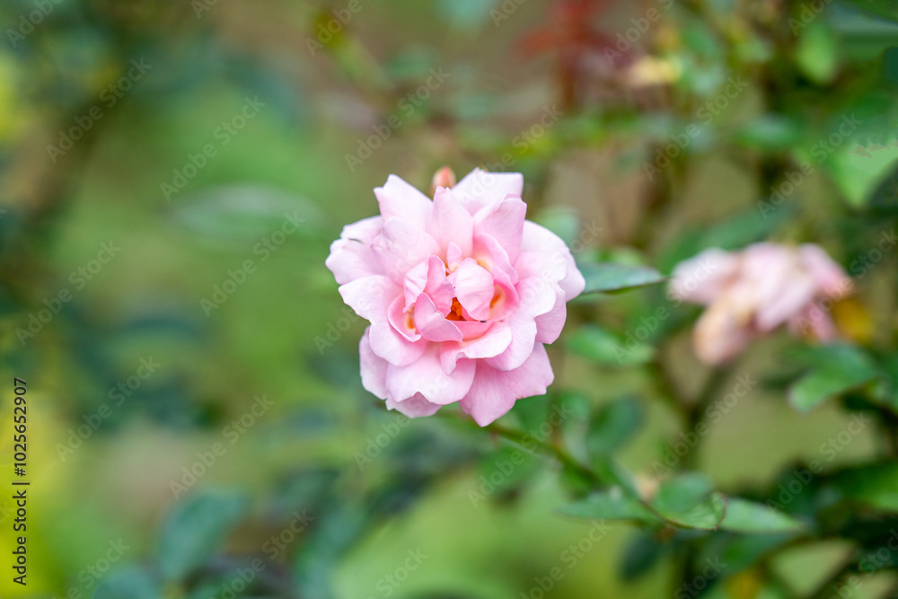 rose flower in the garden rose flower in the garden