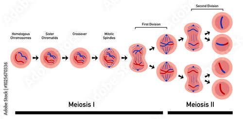 Meiosis, cell division, homologous chromosomes, Meiosis I and Meiosis II, Crossing over, Prophase, Metaphase, Anaphase, and Telophase, Cell division for education use, Animation of phases