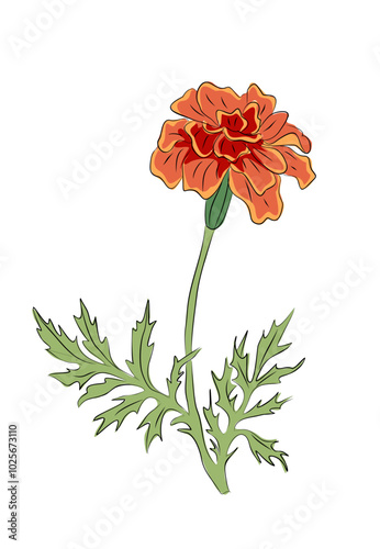 Marigold October birth month flower colorful vector illustration. Modern minimalist hand drawn design logo, tattoo, packaging, card, wall art, poster. Colored line art on transparent background. PNG