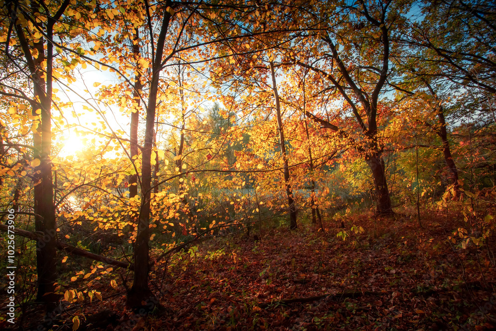Obraz premium Autumn forest landscape. Gold color tree, red orange foliage in fall park. Nature change scene. Yellow wood in scenic scenery. Sun in blue sky.