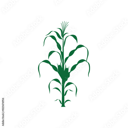 Corn Plantation Under the Bright Summer Sun