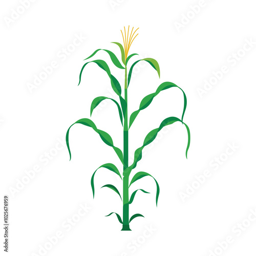 Corn Plantation Under the Bright Summer Sun
