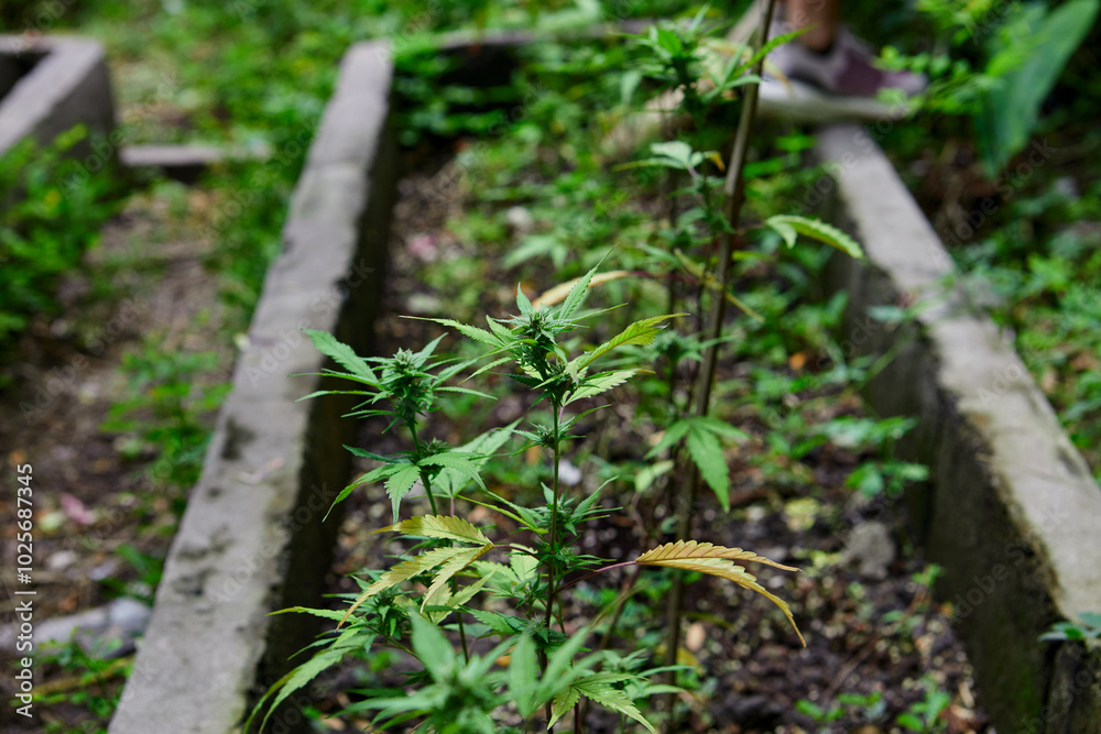 Close-up view of cannabis grow up on field Close-up view of cannabis grow up on field
