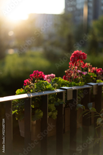 Geranium flowers at sunrise on the terrace.