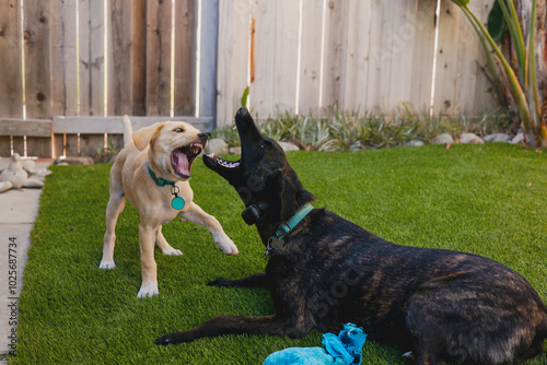 a puppy play fighting with an older dog photo