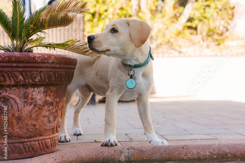 Lab mix puppy standing next to pot with a little palm tree photo