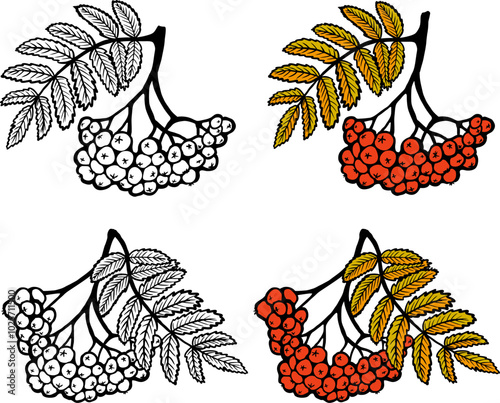 Rowan berries and leaves illustration - coloring page with colored version, educational illustration, decorative elements for design