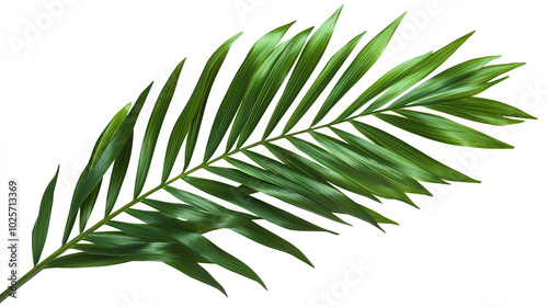 Tropical green palm leaf