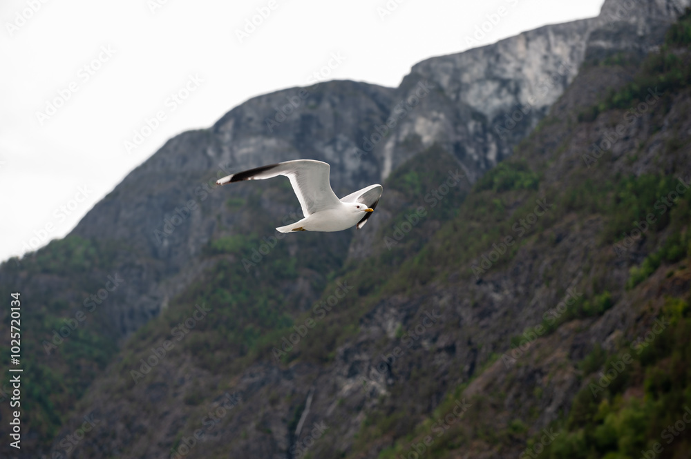 The larids (Laridae) are a family of birds of the order Charadriiformes known colloquially as seagulls or pavans. The larids (Laridae) are a family of birds of the order Charadriiformes known colloquially as seagulls or pavans.