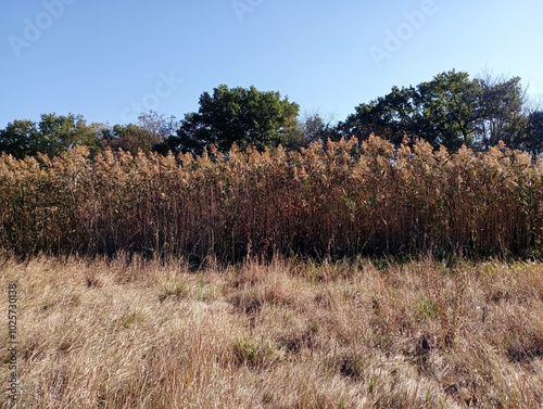 Beautiful autumn landscape with dry grass and tall dry reeds on the sky background. The tops of green trees can be seen in the background. photo