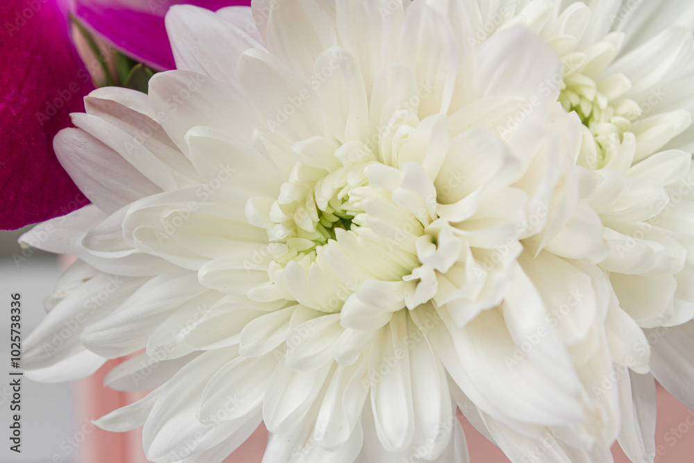 Obraz premium White flowers close-up full screen. White chrysanthemums
