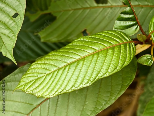 young kratom leaves close up photo