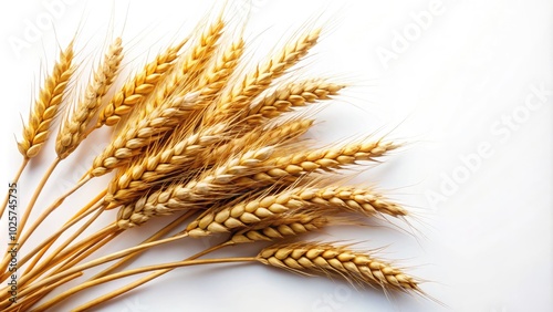 Sleek arrangement of isolated wheat ears against a white backdrop, representing the essence of agriculture and the elegance found in the beauty of nature.