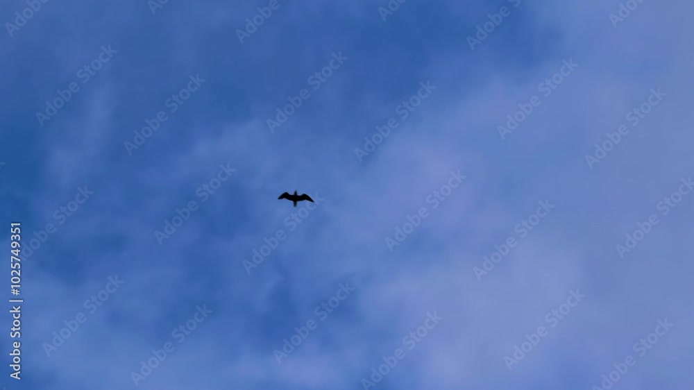 A striking image of birds flying high amidst thick storm clouds over the Finnish Gulf. The scene captures the natural beauty and power of the stormy sky as the birds glide through the moody atmosphere A striking image of birds flying high amidst thick storm clouds over the Finnish Gulf. The scene captures the natural beauty and power of the stormy sky as the birds glide through the moody atmosphere