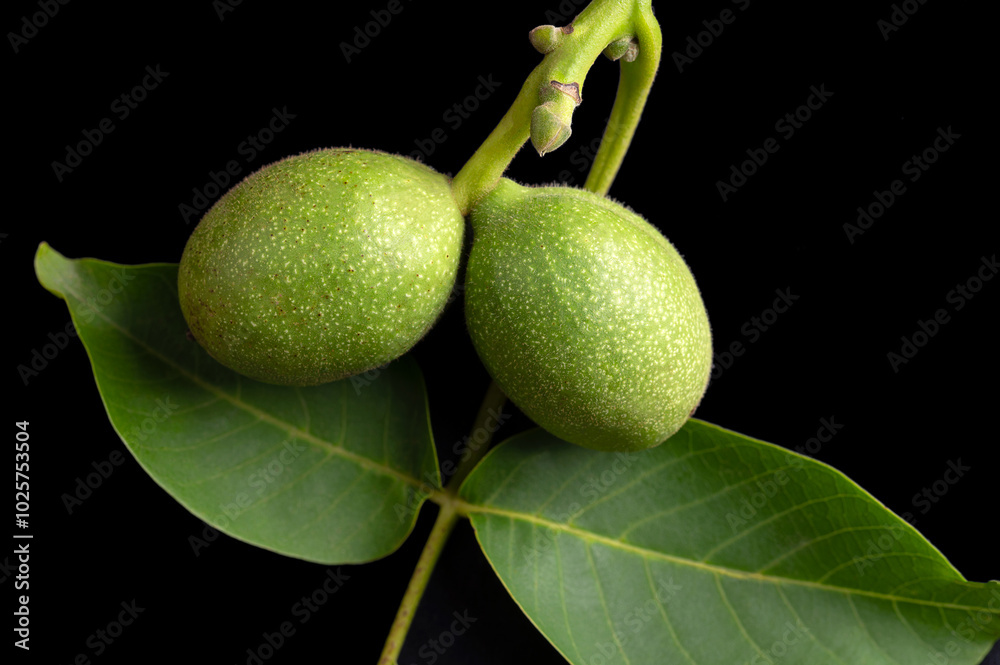 Unripe walnuts in the husk on a branch. Twig of a common walnut tree ...