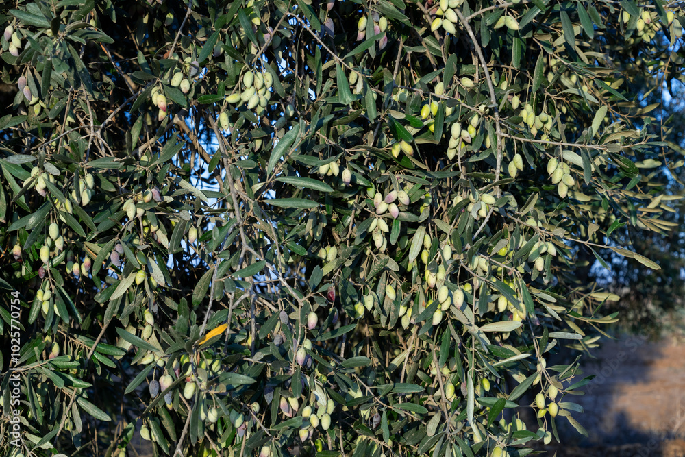 Green olives on the tree for picking Green olives on the tree for picking