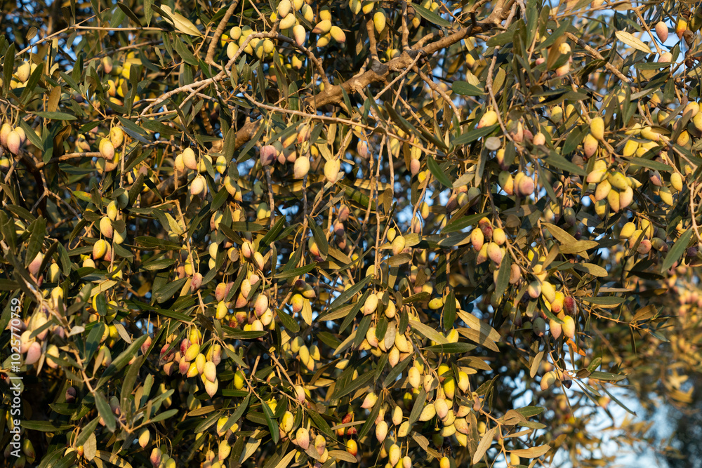 Green olives on the tree for picking Green olives on the tree for picking