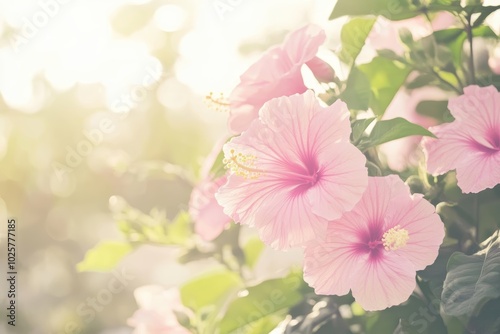 Serene morning light on delicate pink hibiscus flowers