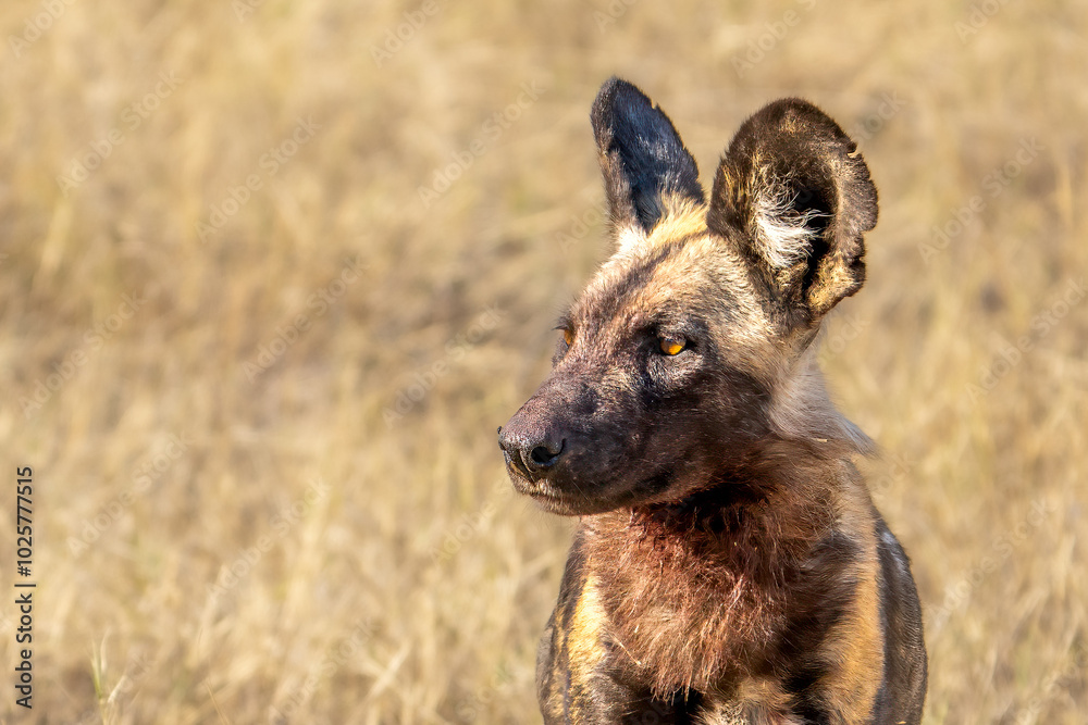 African Wild Dog, Lycaon pictus, african painted dog with bloody head after the hunt, Moremi game reserve, Botswana, Africa African Wild Dog, Lycaon pictus, african painted dog with bloody head after the hunt, Moremi game reserve, Botswana, Africa
