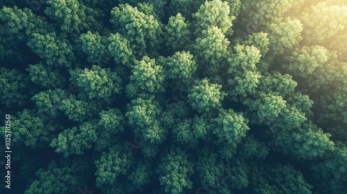 Stunning Aerial View of Lush Green Forest Landscape