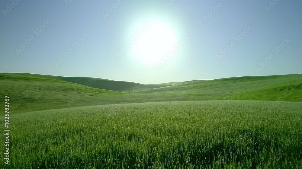 Obraz premium Sunlit Vibrant Green Field Under Clear Sky