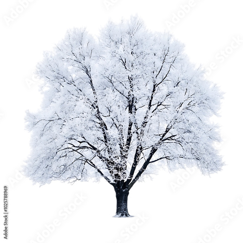Wallpaper Mural Beautiful winter snowy tree isolated transparent background Torontodigital.ca