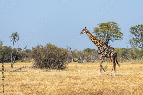 Canvas Print Southern Giraffe (Giraffa camelopardalis angolensis) walking in Moremi game rese