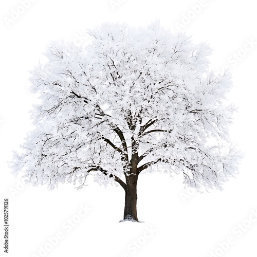 Wallpaper Mural Beautiful winter snowy tree isolated transparent background Torontodigital.ca