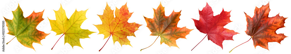 autumn maple leaves isolated on a white background. a collection of yellow and red leaves, a long banner. a fallen maple leaf. autumn maple leaves isolated on a white background. a collection of yellow and red leaves, a long banner. a fallen maple leaf.