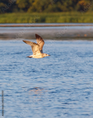 A bird is flying over a body of water photo