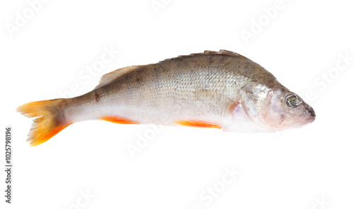 A fish is shown on a white background