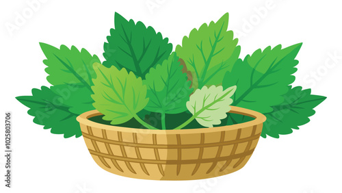 Stinging Nettle in Basket, Fresh Green Leafy Vegetables Vector Illustration on White Background.