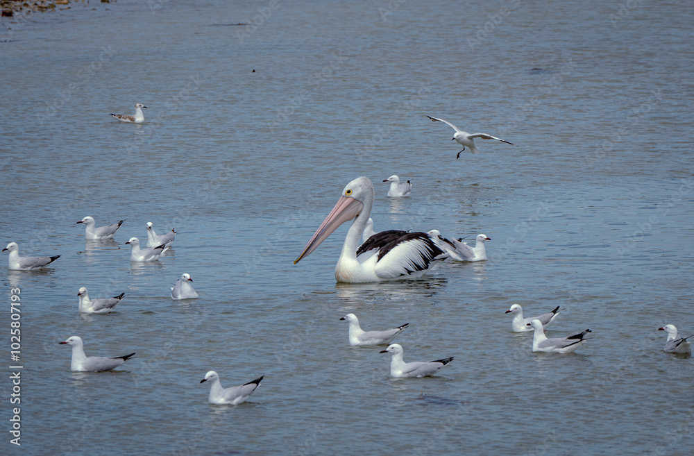 Pelican and Seegulls on the ocean Pelican and Seegulls on the ocean