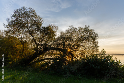 Baum bei Sonnenuntergang am Dümmer. photo