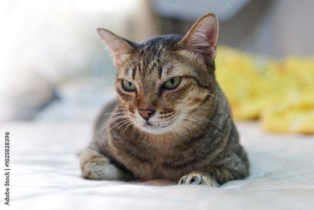 portrait of a cat