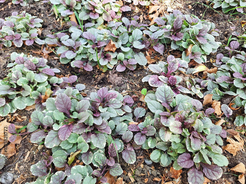 Strobilanthes alternata or ajuga reptans grows in the ground in a city flowerbed. photo