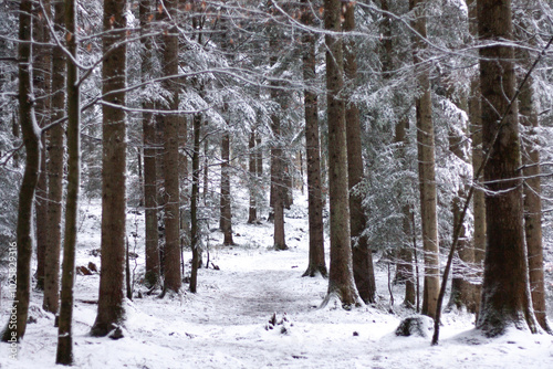 winter landscape, spruce trees in the winter forest photo