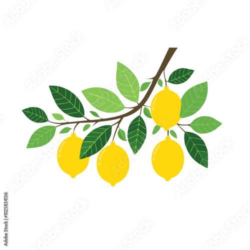 Lemons on a branch vector illustration flat. Image of a branch with yellow citrus fruits and leaves. For packaging and design.