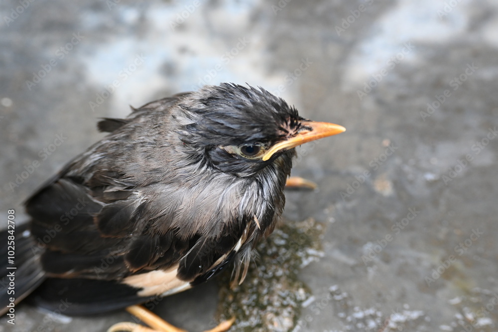 Baby Indian Myna Birds. Its other names Common myna and mynah. This is a bird of the starling family Sturnidae. This is a group of passerine birds which are native to southern Asia, especially India. Baby Indian Myna Birds. Its other names Common myna and mynah. This is a bird of the starling family Sturnidae. This is a group of passerine birds which are native to southern Asia, especially India.