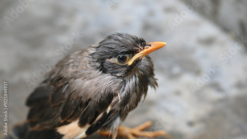 Bilde på lerret Baby Indian Myna Birds