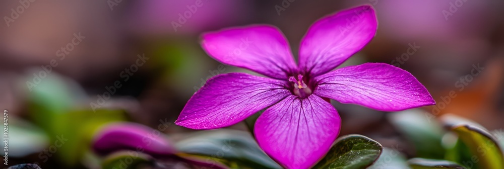 A tight shot of a purple bloom against a backdrop of green foliage, softly blurred background A tight shot of a purple bloom against a backdrop of green foliage, softly blurred background