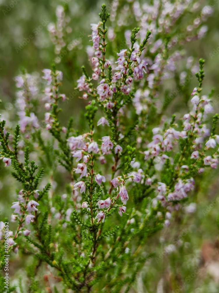 Beautiful heather flowers on the forest glade Beautiful heather flowers on the forest glade